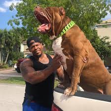 Hulk pitbull puppies, if also trained to be elite protection dogs, could fetch up to $55,000 per pup. The Hulk Of Ddkline On Instagram You Know Is The Vibes Beastvsbeast Hulk And My Bodyguard Shadow The Shad Hulk The Pitbull Bully Breeds Dogs Huge Dogs