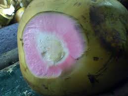 Hal ini dikarenakan air kelapa mengandung 2,6 persen gula, 0,55 persen protein lalu, apakah semua jenis air kelapa baik untuk ibu menyusui? Khasiat Kelapa Hijau Buat Ibu Hamil Populis