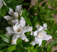 The flowers are excellent for cutting. Jubilation Gardenia