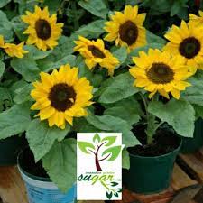 Pro cut white lite 20. 87 Gambar Bunga Matahari Mini Terbaik Gambar Pixabay
