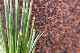 Image result for Syngonanthus angolensis