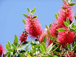 È proprio l'aspetto particolare delle infiorescenze che viene evidenziato nel nome della pianta. Fiori Rossi Un Solo Colore Per Tante Specie Di Fiori Indimenticabili