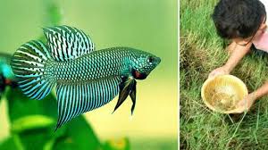 How To Catch Wild Betta Fish Compilation Video Youtube