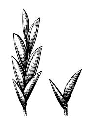 Image result for Lipocarpha chinensis