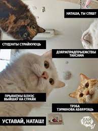 pin by aksana klimenka on natasha i koty animals cats art