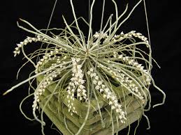 Image result for Microcoelia stolzii