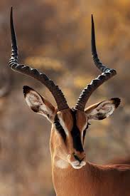 Namibia Etosha National Park Black Faced Impala Impala Animal African Animals Animals