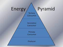 We did not find results for: Ecology Tertiary Consumer Secondary Consumer Producer Primary Consumer Energy Pyramid Ppt Download