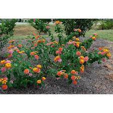 Confetti Lantana Plant Live Plant Bee And Butterfly Garden Must Have Lantana Plant Plants Lantana