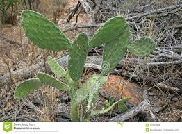 Download flower cactus stock photos. Tempo Kararli Caglayan Flat Leaf Cactus Yenikoskesraotel Com