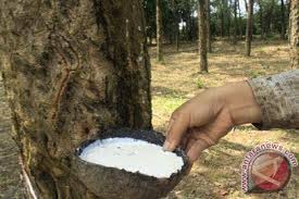 Kota bogor memiliki tempat wisata bernama agro eduwisata organik mulyaharja atau kampung tematik mulyaharja yang menawarkan hal tersebut. Ketika Getah Karet Tak Lagi Deras Menetes Antara News Lampung