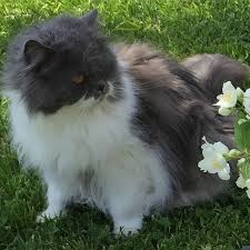 Aysegulden Doruk Adli Kullanicinin Cat Dear Cannnim Panosundaki Pin Kedi Kopek