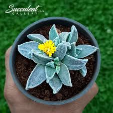 Image result for Nananthus