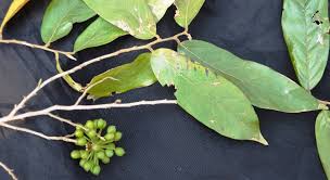 Image result for Huberantha