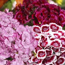 Sweet William Like Combination Of Several Shades Though Maybe Not These Shades Biennial Plants Dianthus Barbatus Plants