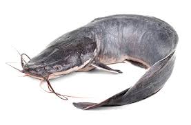Catfish Fish Free Shipping Available
