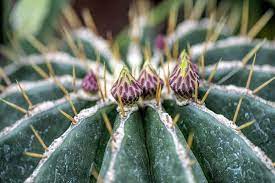 De todas formas si vas a dejar un teléfono, yo lo dejaría siempre reseteado. Infeccion Por Espina De Cactus Que Tener En Cuenta Plantas