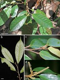 Image result for Antidesma