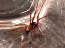 False widows are really a harmless spider, some people just report their bite is a little painful and can cause some swelling. Urgent Warning Issued Over False Widow Spiders Here S Why They Are So Dangerous Coventrylive