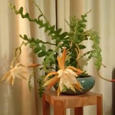 If you're looking for an unusual houseplant, look no further than the zig zag cactus (aka ric rac cactus or fishbone cactus)! My Zig Zag Cactus Is Flowering Houseplants