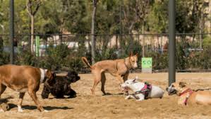 Todos los servicios y espacios para garantizar el bienestar animal ...