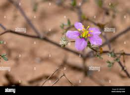 Image result for Fagonia