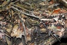 Homeschool Day: Camouflage
