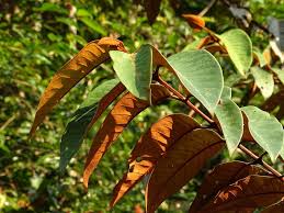 Image result for Vismia orientalis