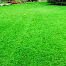 After they decided, tamberi slapped barshim's hand and jumped into his arms. Bandaris Horticulture Hybrid Garden Grass Plant Seed Price In India Buy Bandaris Horticulture Hybrid Garden Grass Plant Seed Online At Flipkart Com