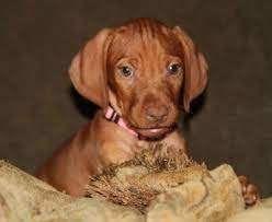 Interested in finding out more about the vizsla? Home