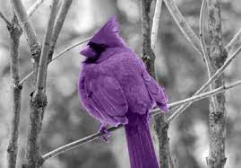 #cardinal #northern cardinal #female cardinal #juvenile cardinal #naturecore #nature #cottagecore #goblincore #grandpacore #grandmacore #birding another birdie doodle began! Rseider I Will Turn Your Photo Black And White And Color One Thing For 5 On Fiverr Com Purple Bird Color Splash Purple Photo Black