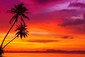 Beach palm trees sunset custom sign 43x16 large palm trees, ocean, sunset, rustic wood sign, beach wall hanging,beach decor,beach wall art. Sunset Clouds Landscape Nature Tropical Beach The Ocean Palm Trees Hd Wallpaper Wallpaperbetter