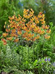 Image result for Lilium martagon `Arabian Night`