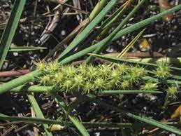 How to kill sand spurs. Take The Sting Out Of Sandspurs North Carolina Cooperative Extension