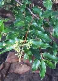 Image result for Galpinia transvaalica