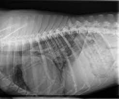 Kardiologie Beim Hund Momo Und Sein Husten Hunderunden