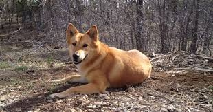 Our Rescue Dog Sookie Possibly Part Shiba Inu Although Looks Like A Carolina Dog Or Dingo She S Super Sweet And Smart Rescue Dogs Carolina Dog Wild Dogs