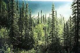 Taiga Definition Climate Map Facts Boreal Forest Tree Forest Landscape Trees