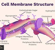Maybe you would like to learn more about one of these? Animal Cells And The Membrane Bound Nucleus