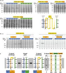 A a's amd amd's aol aol's aws aws's aachen aachen's aaliyah aaliyah's aaron aaron's abbas abbas's abbasid abbasid's abbott abbott's abby abby's abdul abdul's abe abe's abel abel's Membrane Protein Insertion Through A Mitochondrial B Barrel Gate Science