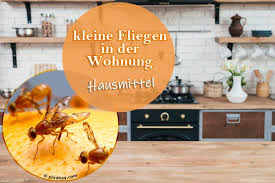 Fliegengitter, welche sie am fensterrahmen befestigen können. Kleine Fliegen In Der Wohnung Loswerden 11 Effektive Hausmittel