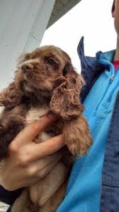 Click here to edit subtitle. Cocker Spaniel Puppies For Sale Ohio