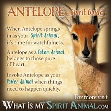 Anteater Symbolism Meaning Spirit Totem Power Animal Animal Totem Spirit Guides Spirit Animal Meaning Power Animal