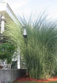Sesleria autumnalis, 'autumn moor grass'. Pin On Gardening