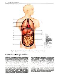 Resultado de imagen para cuerpo humano