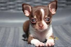 Pin On Chihuahua