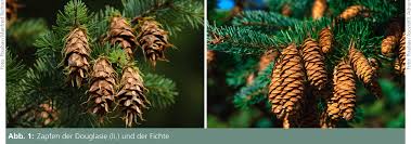 Free for commercial use no attribution required high quality images. Lwl Die Douglasie Und Der Wald Der Zukunft Westfalen Regional