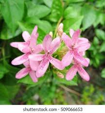 Image result for x Ruttyruspolia 'Phyllis van Heerden'