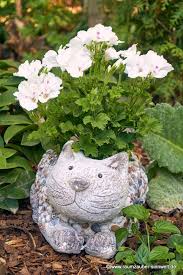 Wildkatzen Sind Meister Beim Anschleichen Oder Hatten Sie Sie Gesehen Wilde Tiere Wildkatzen Pflanzen