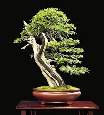 See your favorite bonsai trees and bonsai trees sale discounted & on sale. Three Cedar Bonsai Two Riddles Stone Lantern